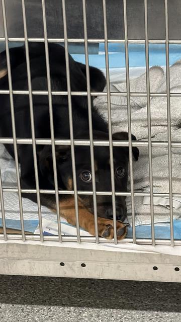 BEAR - German Shepherd Dog available for adoption