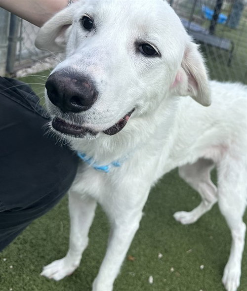 ANNE MARIE, an adoptable Great Pyrenees in Pasadena, TX