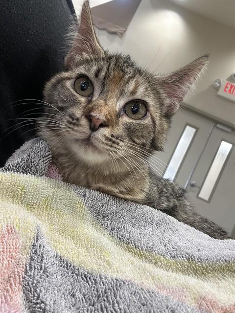 A184103, Young Domestic Short Hair (medium coat), cat for adoption in Friendswood, Texas