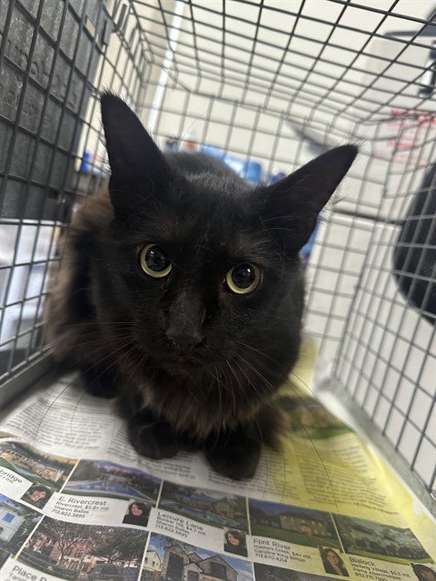 picture of the cat needing adoption