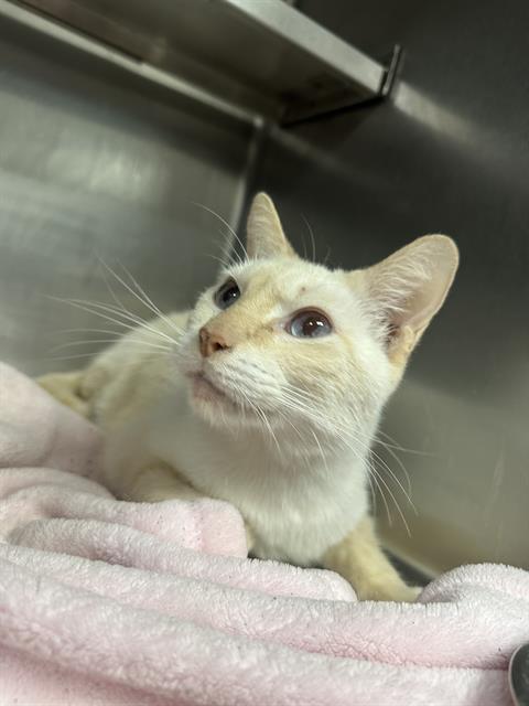 picture of the cat needing adoption