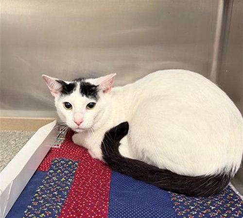 A184300, Adult Domestic Short Hair / Mixed (medium coat), cat for adoption in Friendswood, Texas