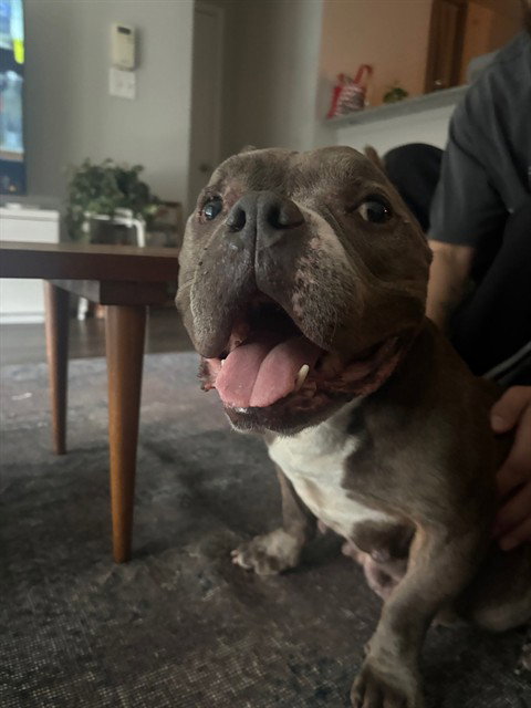 CANELA