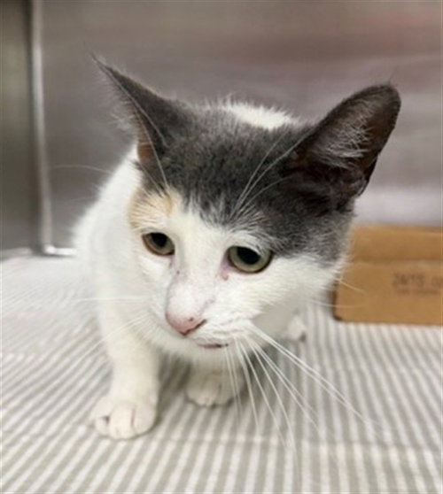A184462, Adult Domestic Short Hair / Mixed (medium coat), cat for adoption in Friendswood, Texas