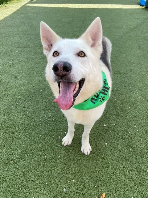 JONAH, an adoptable Alaskan Malamute in Pasadena, TX