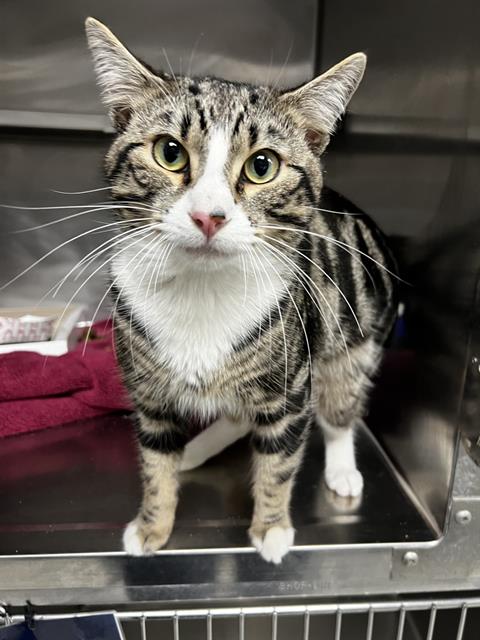 A178378, Young Domestic Short Hair (medium coat), cat for adoption in Friendswood, Texas