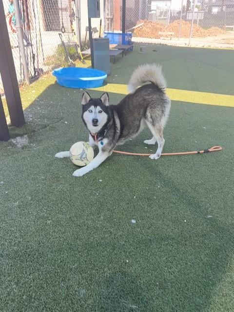 BALTO