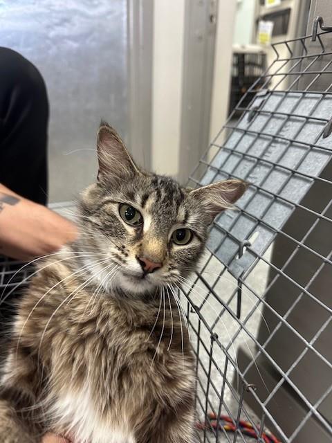 A184189, Adult Domestic Medium Hair (medium coat), cat for adoption in Friendswood, Texas