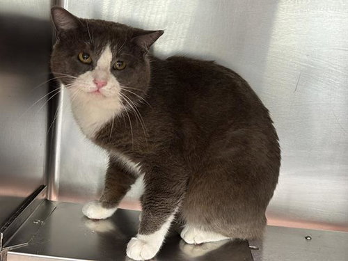 A184242, Adult Domestic Short Hair (medium coat), cat for adoption in Friendswood, Texas