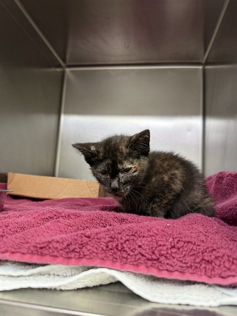 A184290, Baby Domestic Short Hair (medium coat), cat for adoption in Friendswood, Texas