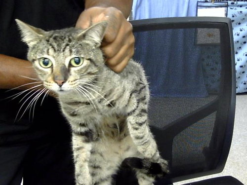 A184330, Adult Domestic Short Hair (medium coat), cat for adoption in Friendswood, Texas