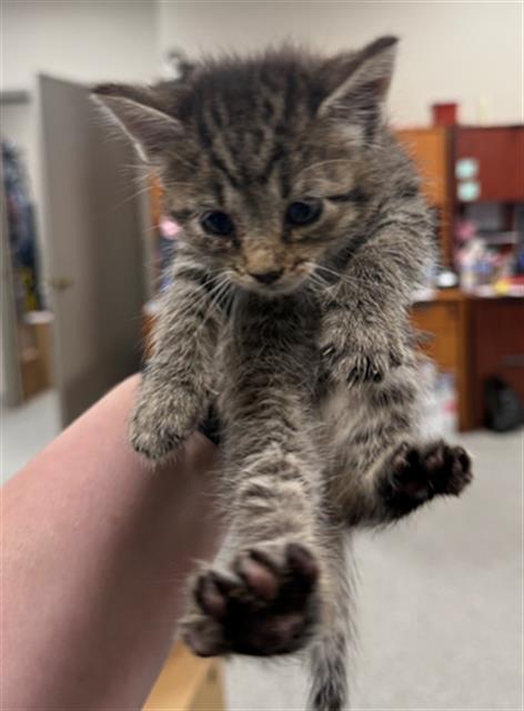 A184331, Baby Domestic Short Hair (medium coat), cat for adoption in Friendswood, Texas