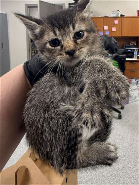 A184332, Baby Domestic Short Hair (medium coat), cat for adoption in Friendswood, Texas