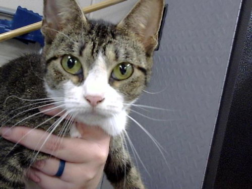 A184334, Young Domestic Short Hair (medium coat), cat for adoption in Friendswood, Texas