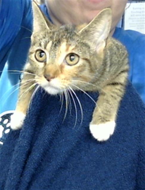 A184336, Young Domestic Short Hair (medium coat), cat for adoption in Friendswood, Texas