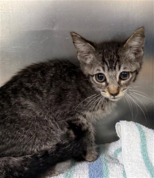 A184343, Baby Domestic Short Hair (medium coat), cat for adoption in Friendswood, Texas