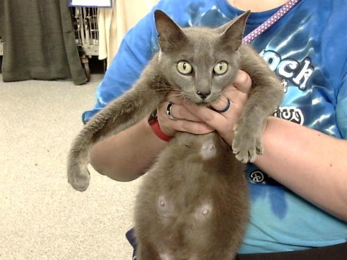A184353, Adult Domestic Short Hair (medium coat), cat for adoption in Friendswood, Texas