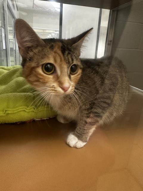 PATCHES, Young Domestic Short Hair / Mixed (medium coat), cat for adoption in Friendswood, Texas