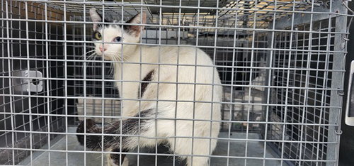A184378, Adult Domestic Medium Hair (medium coat), cat for adoption in Friendswood, Texas