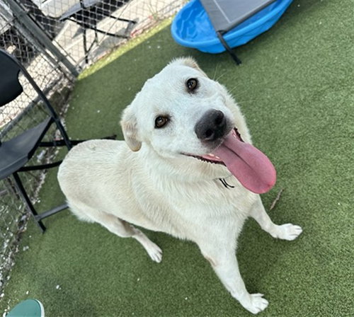 ZEUS, an adoptable Labrador Retriever in Pasadena, TX
