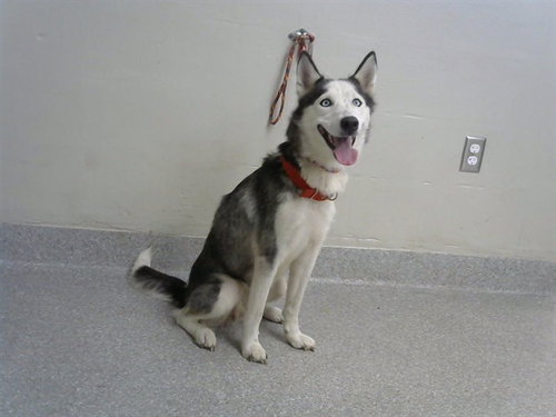 A184634, an adoptable Siberian Husky in Pasadena, TX