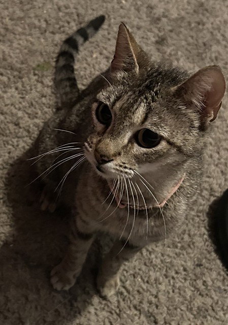 HAZEL, an adoptable Domestic Short Hair in Pasadena, TX