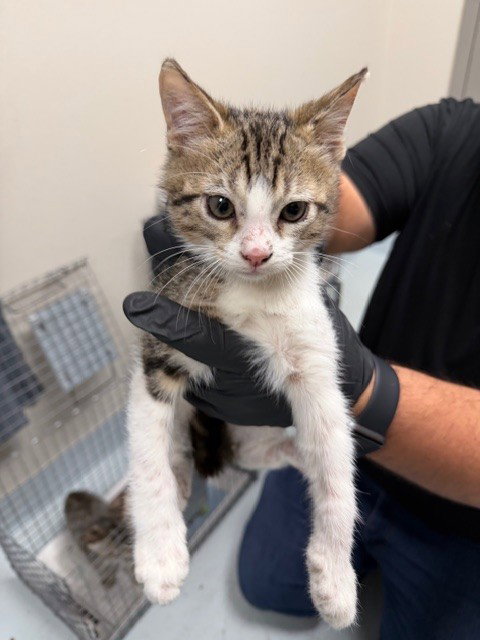 TICKLES, Baby Domestic Short Hair / Mixed (medium coat), cat for adoption in Pasadena, Texas