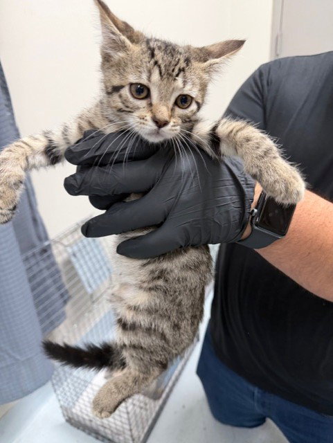 SPOOKY, Baby Domestic Short Hair / Mixed (medium coat), cat for adoption in Pasadena, Texas