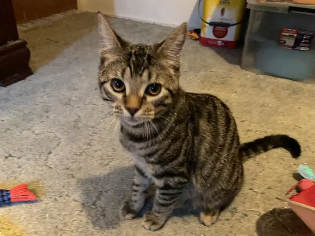 Spooky - Domestic Short Hair