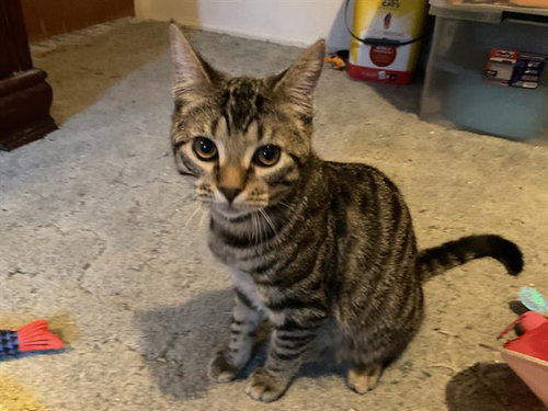 picture of the cat needing adoption