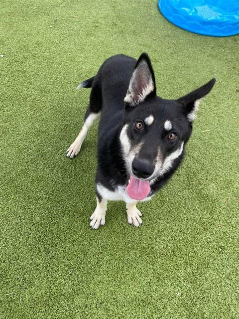 SHIRLEY TEMPLE, an adoptable Siberian Husky in Pasadena, TX