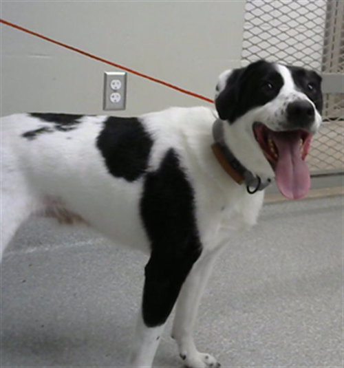 A184549, an adoptable Border Collie in Pasadena, TX