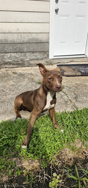 MARLEY, an adoptable American Pit Bull Terrier in Pasadena, TX