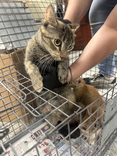 A184717, Adult Domestic Short Hair / Mixed (medium coat), cat for adoption in Pasadena, Texas