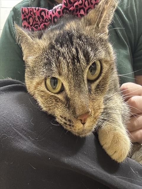 CECILIA, Adult Domestic Short Hair / Mixed (medium coat), cat for adoption in Pasadena, Texas