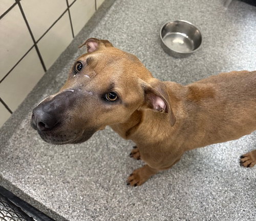 MARGO, an adoptable American Pit Bull Terrier in Pasadena, TX