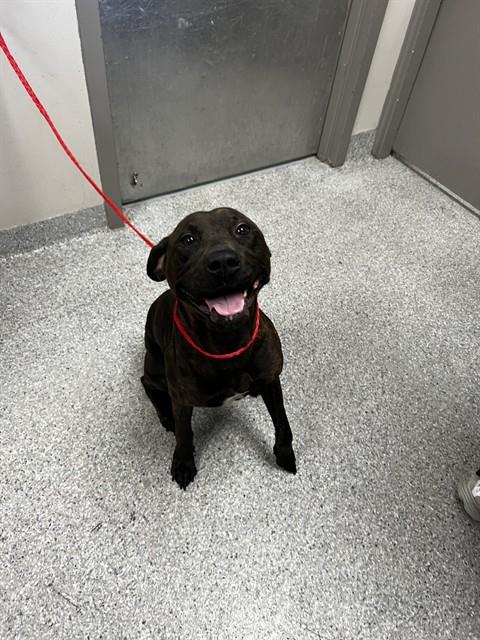 RHYA, an adoptable Boxer in Pasadena, TX