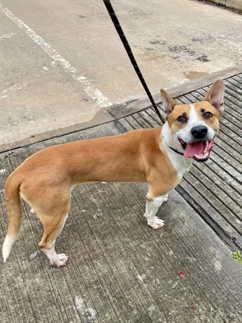 Dr Doofenshmirtz - American Pit Bull Terrier