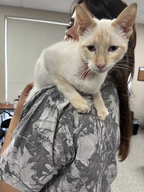 A184642, an adoptable Siamese in Pasadena, TX
