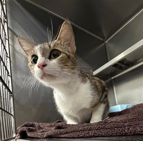 A184644, an adoptable Domestic Short Hair in Pasadena, TX