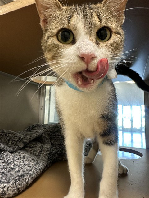 A184644, Adult Domestic Short Hair (medium coat), cat for adoption in Pearland, Texas