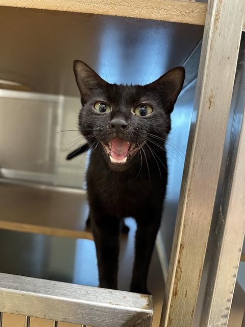 A184687, Adult Domestic Short Hair / Mixed (medium coat), cat for adoption in Pearland, Texas