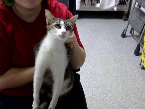 A184693, Adult Domestic Short Hair / Mixed (medium coat), cat for adoption in Pasadena, Texas