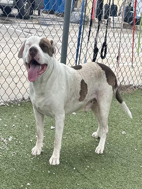 SPOT, an adoptable American Pit Bull Terrier in Pasadena, TX