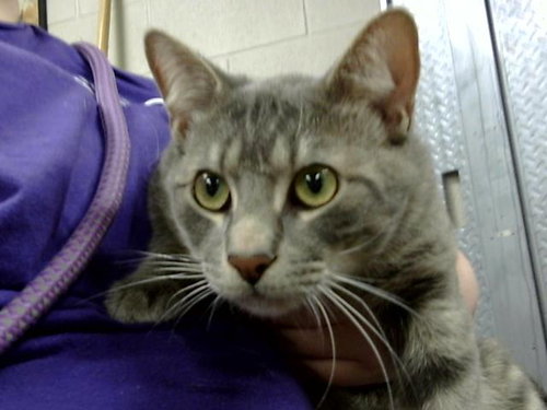 MURPHY, an adoptable Domestic Short Hair in Pasadena, TX