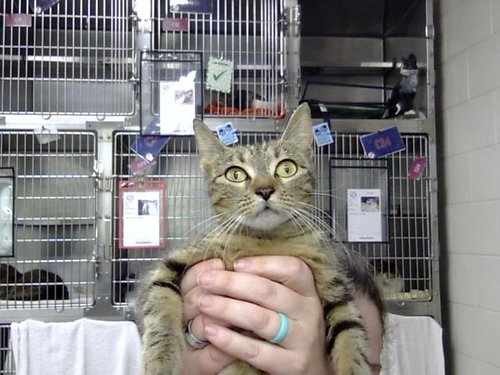 A184823, Young Domestic Short Hair (medium coat), cat for adoption in Pasadena, Texas