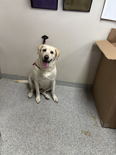 TUCKER, an adoptable Labrador Retriever in Pasadena, TX