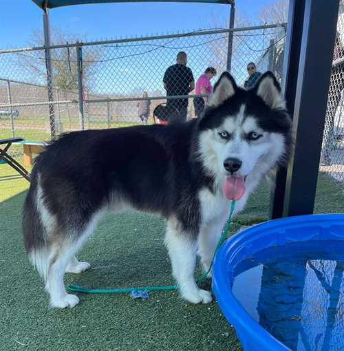 REGGIE, an adoptable Siberian Husky in Pasadena, TX