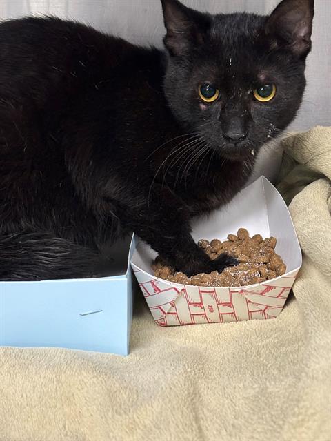 GIDEON, an adoptable Domestic Short Hair in Pasadena, TX