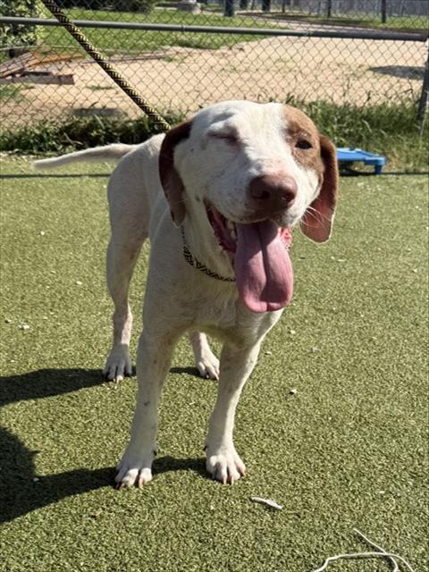 SCARLETT, an adoptable Pointer in Pasadena, TX